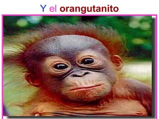 Y el orangutanito
 