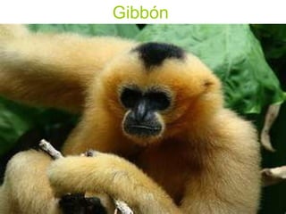 Gibbón
 