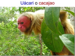 Uácari o cacajao
 