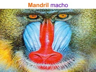 Mandril macho
 