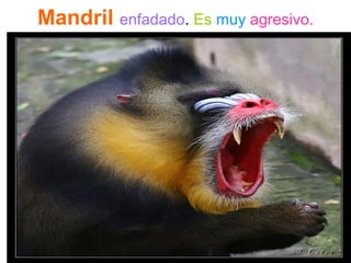 Mandril enfadado. Es muy agresivo.
 