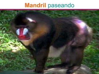 Mandril paseando
 