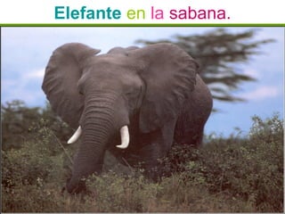 Elefante en la sabana.
 