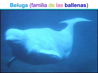 Beluga (familia de las ballenas)
 