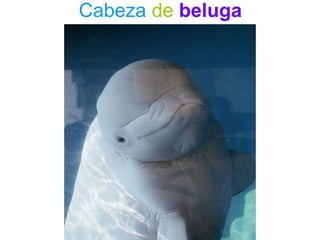 Cabeza de beluga
 