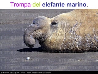 Trompa del elefante marino.
 