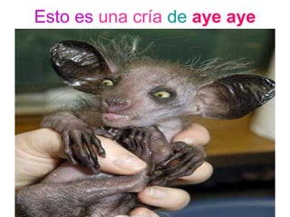 Esto es una cría de aye aye
 