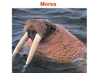 Morsa
 