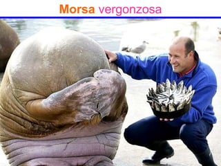 Morsa vergonzosa
 