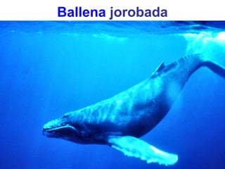 Ballena jorobada
 