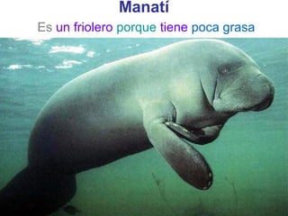 Manatí
Es un friolero porque tiene poca grasa
 