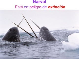 Narval
Está en peligro de extinción
 
