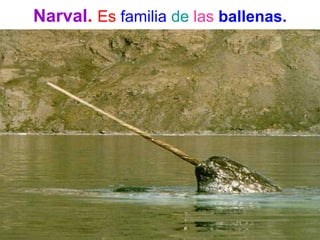 Narval. Es familia de las ballenas.
 