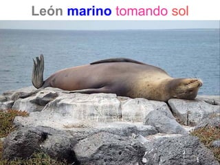 León marino tomando sol
 
