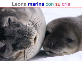 Leona marina con su cría
 