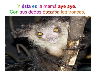 Y ésta es la mamá aye aye.
Con sus dedos escarba los troncos.
 