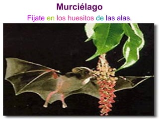 Murciélago
Fíjate en los huesitos de las alas.
 