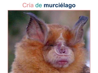 Cría de murciélago
 