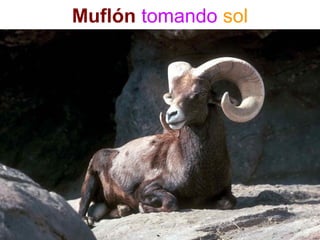 Muflón tomando sol
 