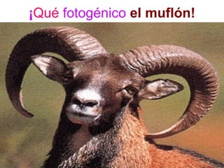 ¡Qué fotogénico el muflón!
 