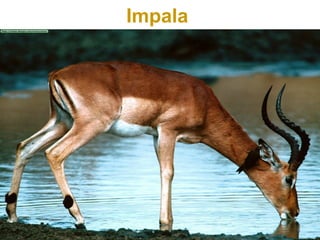 Impala
 