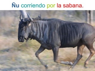 Ñu corriendo por la sabana.
 