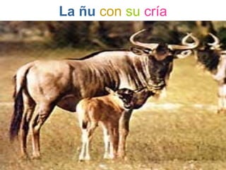 La ñu con su cría
 