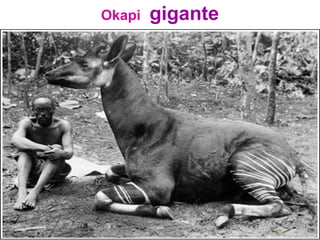 Okapi gigante
 