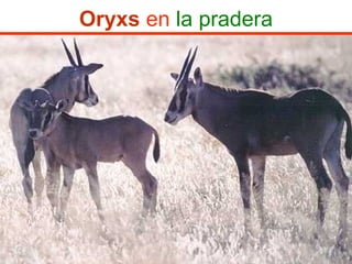Oryxs en la pradera
 
