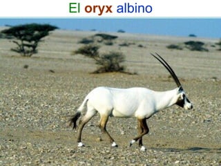 El oryx albino
 
