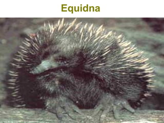 Equidna
 