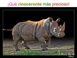 ¡Qué rinoceronte más precioso!
 