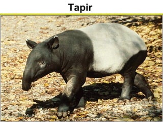 Tapir
 