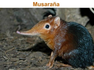 Musaraña
 