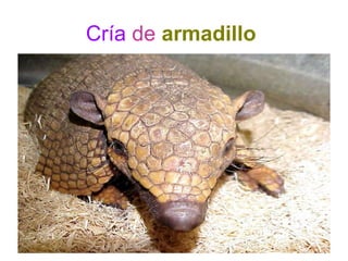 Cría de armadillo
 