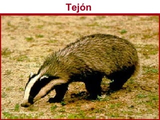 Tejón
 