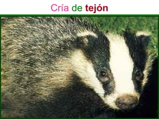 Cría de tejón
 