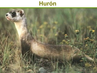Hurón
 