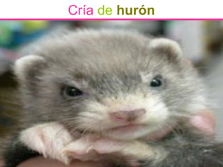 Cría de hurón
 