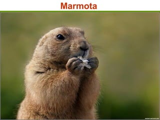 Marmota
 