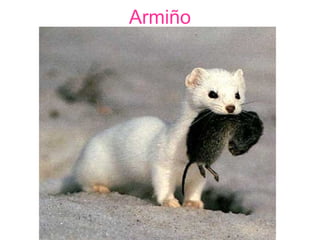 Armiño
 