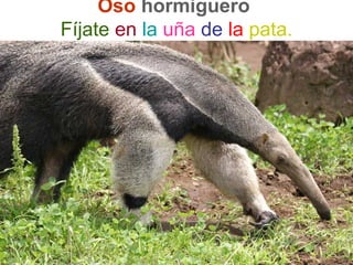 Oso hormiguero
Fíjate en la uña de la pata.
 