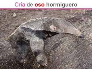 Cría de oso hormiguero
 