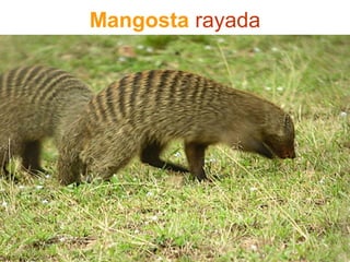 Mangosta rayada
 