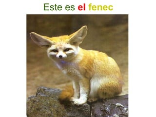 Este es el fenec
 