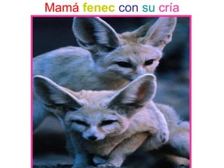 Mamá fenec con su cría
 