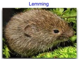 Lemming
 