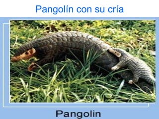 Pangolín con su cría
 