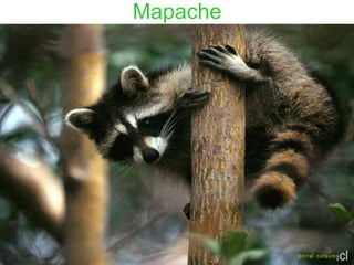 Mapache
 