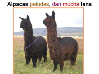 Alpacas peludas, dan mucha lana
 
